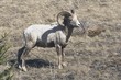 Kananaskis Country, Alberta, Canada; Bighorn Sheep