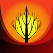 Tree at sunrise