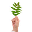 Businessman hand and green leaf