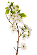 white cherry blossom macro white cherry blossom macro