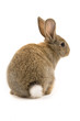Adorable rabbit isolated on white Adorable rabbit isolated on white