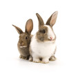 Two adorable rabbits Two adorable rabbits