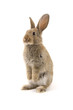 Adorable rabbit isolated on white Adorable rabbit isolated on white