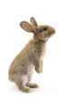 Adorable rabbit isolated on white Adorable rabbit isolated on white