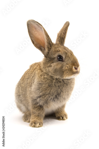 Photo: Adorable rabbit isolated on white Adorable rabbit isolated on white