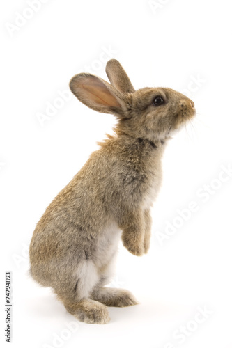 Foto: Adorable rabbit isolated on white Adorable rabbit isolated on white