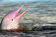 pink dolphin pink dolphin