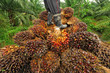 seed of oil palm, thailand seed of oil palm, thailand
