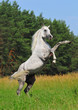 rearing arab horse