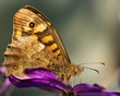 Papillon butinant