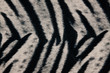 Zebra fabric texture background. Zebra fabric texture background.