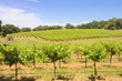 vinyard