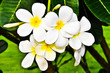 Desert Rose Flowers.