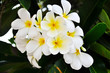 Desert Rose Flowers.