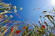 feldblumen - field flowers