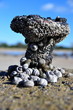 Seashells
