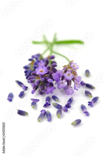 Foto: Blüte, Lavendel Blüte, Lavendel