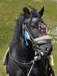 Horse from the mountain from Macedonia Horse from the mountain from Macedonia