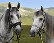 Two Horses from the mountain from Macedonia Two Horses from the mountain from Macedonia