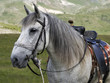 Horse from the mountain from Macedonia Horse from the mountain from Macedonia