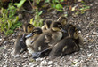 Babyducks