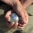 Boule de Pétanque