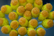 Plant macro - Compositae helichrysum orientale