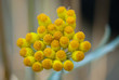 strawflower - Compositae helichrysum orientale