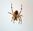 Macro of a spider