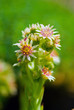 Plant macro