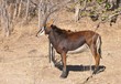 Sable antelope