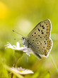 BUTTERFLY ON DAISY FLOWER