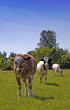 Three cows Three cows