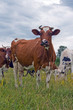 Milk cows Milk cows