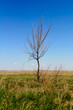 Lonely dry tree against the blue sky and a yellow-green grass