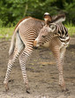 Young Grevy Zebra Young Grevy Zebra