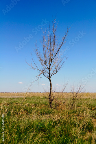 Photo: Lonely dry tree against the blue sky and a yellow-green grass Lonely dry tree against the blue sky and a yellow-green grass