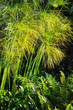 Cyperus papyrus - detail