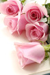 Beautiful soft pink roses bouquet isolated on white