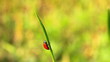 ladybirds