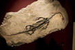 fossil