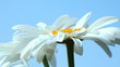drops of dew on the petals of camomile