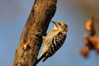 Photo: Japanese Pygmy Woodpecker Japanese Pygmy Woodpecker