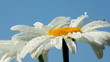 drops of rain on the petals of chamomile