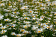 Blumenwiese mit Gänseblümchen