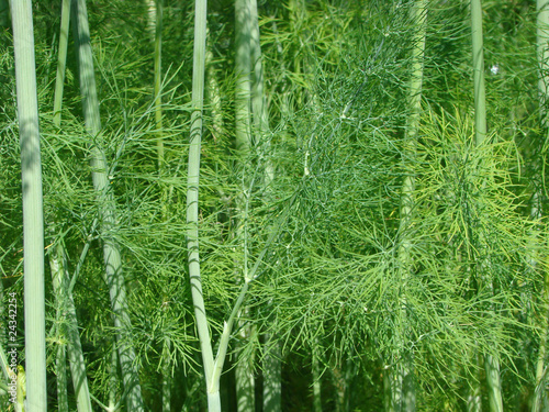 Photo: Stalk and fennel leaves. A structure Stalk and fennel leaves. A structure