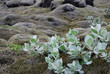 Iceland lava covered with moss Iceland lava covered with moss