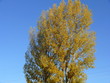 Albero