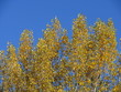 albero albero