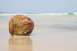 Foto: Kokosnuss am Strand Kokosnuss am Strand